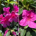 Azalea Bloom-A-Thon Lavender #3