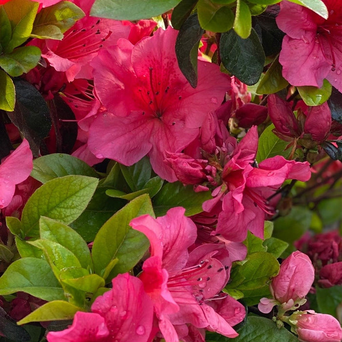 Azalea Girards Crimson #3