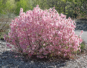 Azalea m Cornell Pink #3