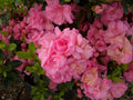 Azalea Rosebud #3