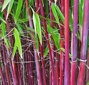 Bamboo-Fargesia drac rufa #2