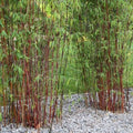 Bamboo-Fargesia n Jiuzhaigou #2