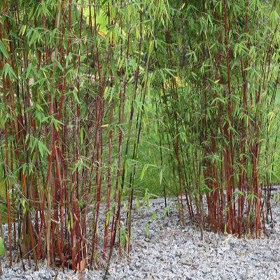 Bamboo-Fargesia n Jiuzhaigou #2