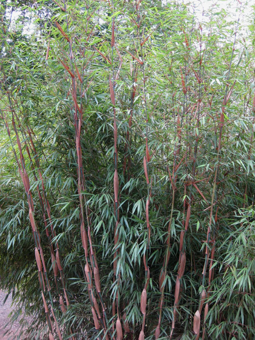 Bamboo-Fargesia scabrida #2