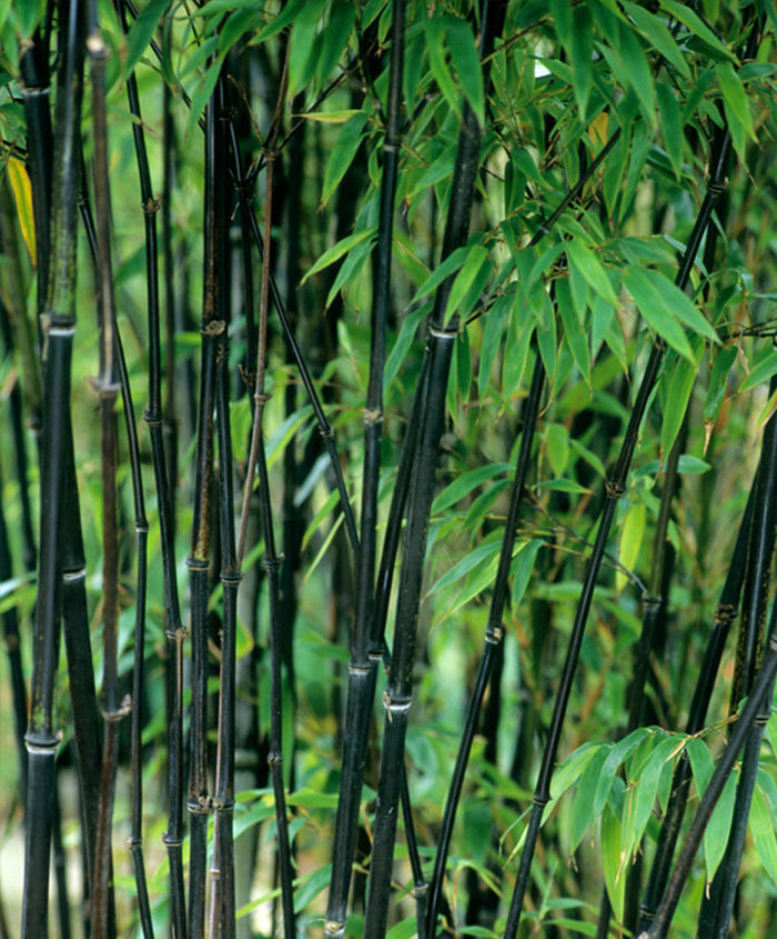 Bamboo-Phyllostachys Nigra #5