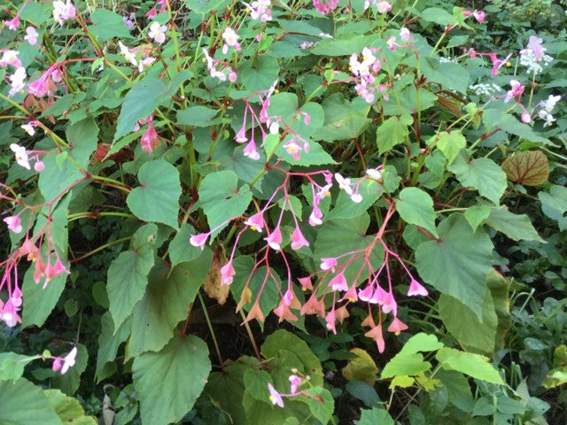 Begonia grandis mix #1