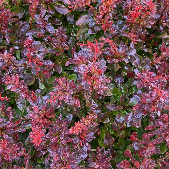 Berberis t Bagatelle #3