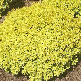 Berberis t Bonanza Gold #2