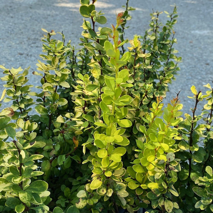 Berberis t Golden Rocket #2