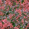 Berberis t Mini Salsa  #2