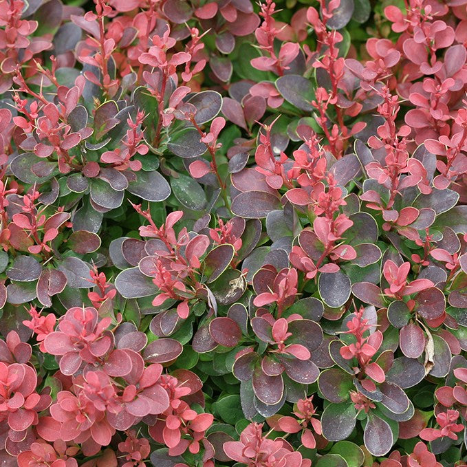 Berberis t Mini Salsa  #2