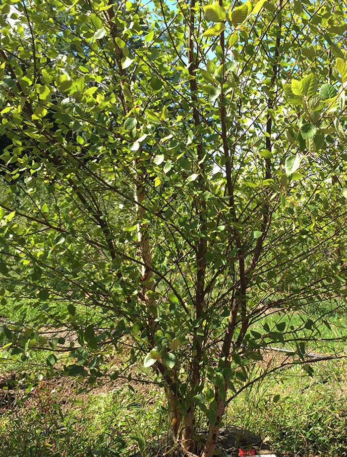 Betula n Heritage clump #15
