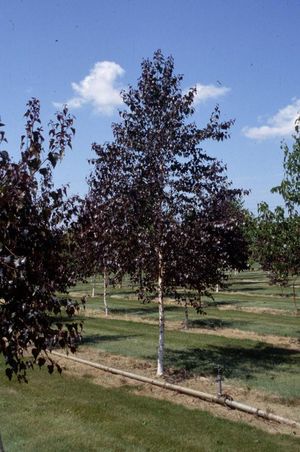 Betula pl Royal Frost clump #15