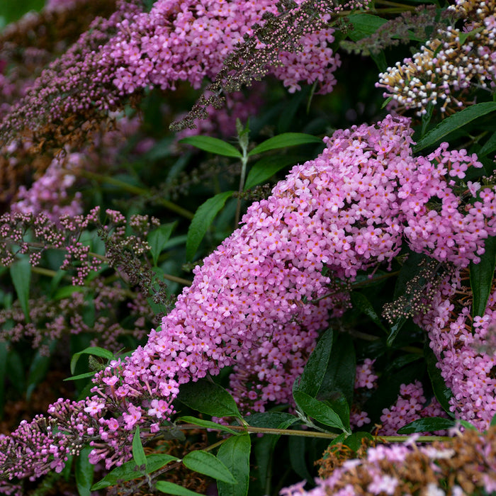 Buddleia Pink Cascade #2