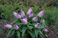 Buddleia Pugster Amethyst PW#1