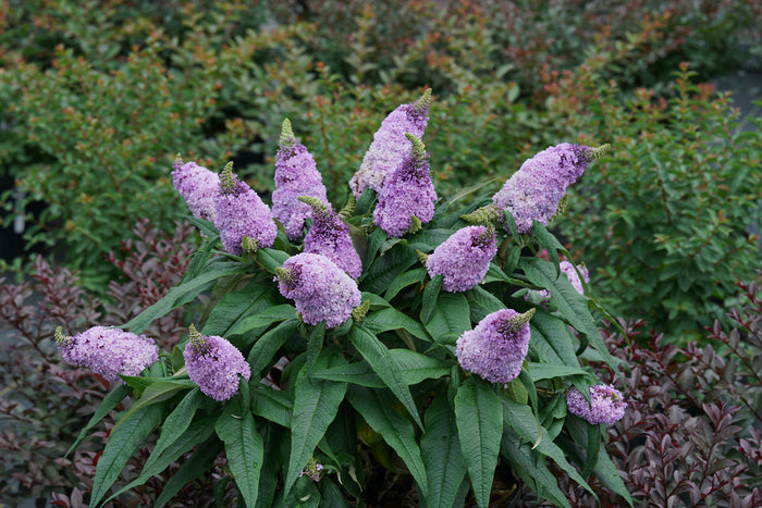 Buddleia Pugster Amethyst PW#1