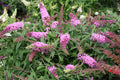 Buddleia Pugster Pinker PW#1