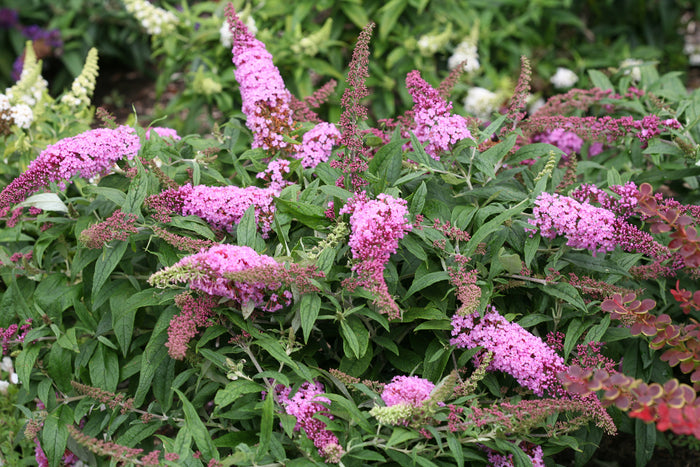 Buddleia Pugster Pinker PW#1