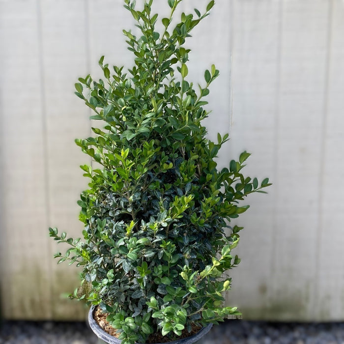 Buxus Green Mountain 2.5'