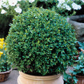 Buxus Green Velvet 2'