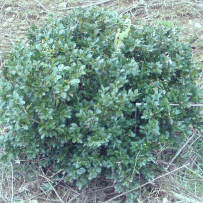 Buxus s Varder Valley #3