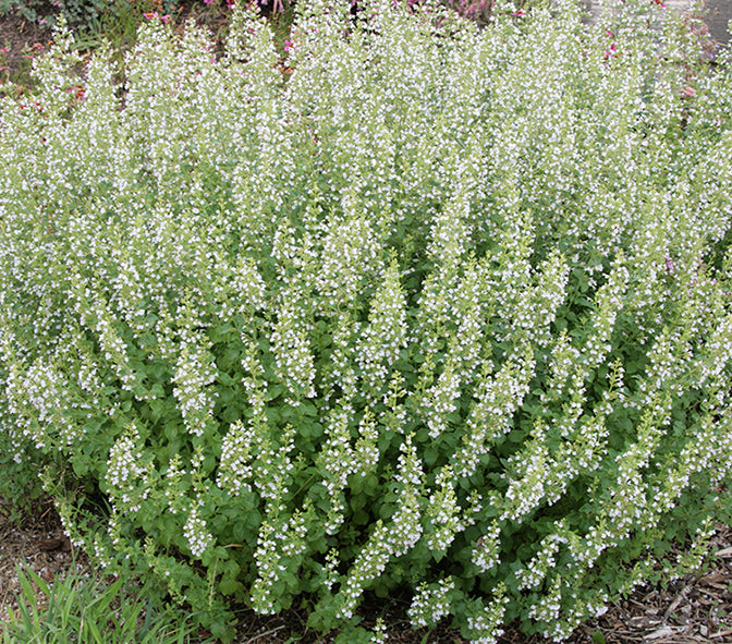 Calamintha nepeta sp. nepeta #1