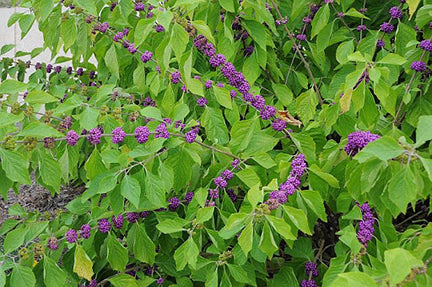 Callicarpa americana #3