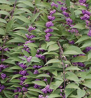 Callicarpa dich Purple Pride #3