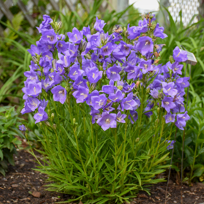 Campanula persc Takion Blue #1