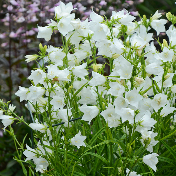 Campanula persc Takion White #1
