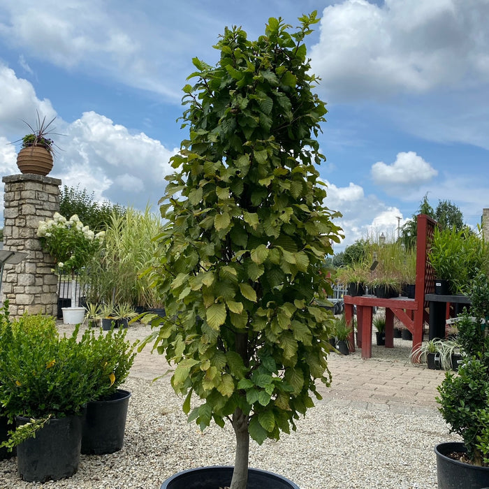 Carpinus b columnaris nana #7