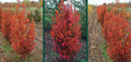 Carpinus c Firespire #10