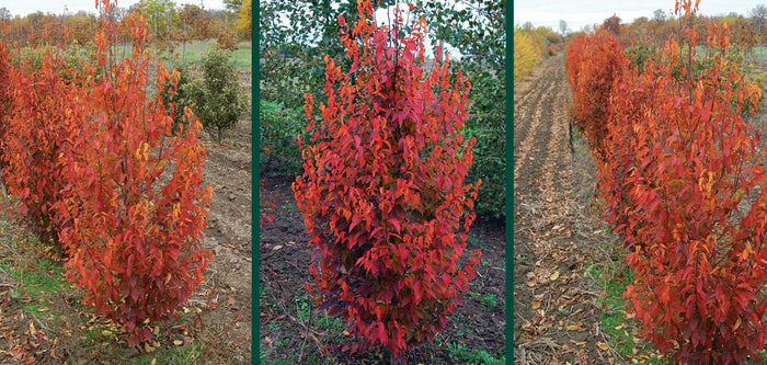 Carpinus c Firespire #10