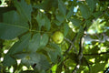 Carya laciniosa #5