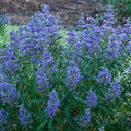 Caryopteris Beyond Midnight #3
