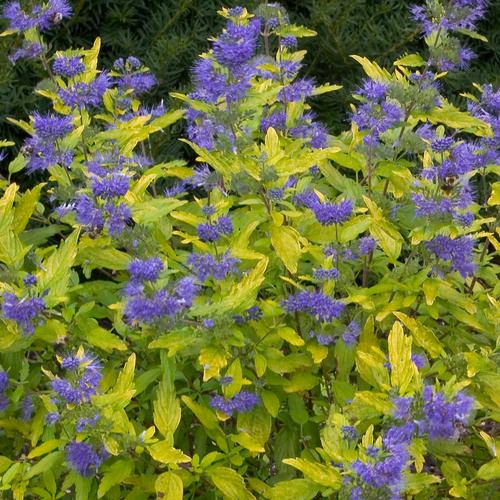 Caryopteris Lil Miss Sunshine #2