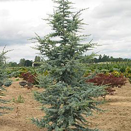 Cedrus a glauca #6