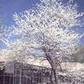 Cercis can alba #7