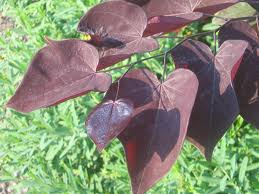 Cercis can Burgundy Hearts #7