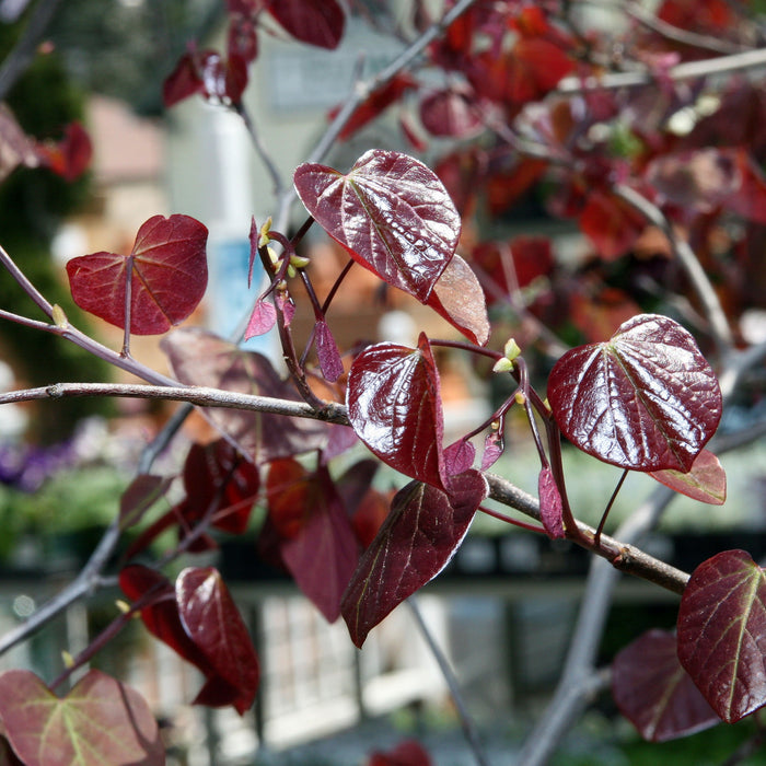 Cercis can Forest Pansy 1.75"