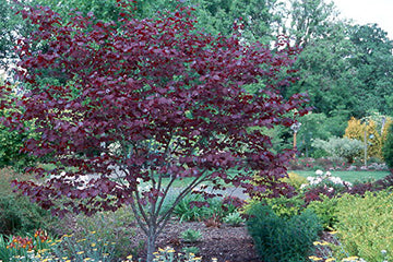 Cercis can Forest Pansy BF 6'