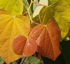 Cercis can The Rising Sun 5'