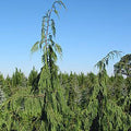 Chamaecyparis noot pendula 5'ht