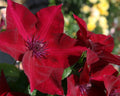 Clematis Nubia #1
