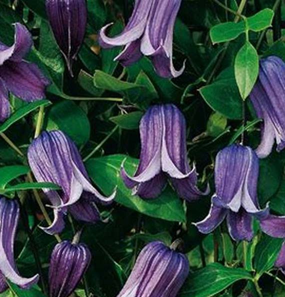 Clematis Rougouchi #1