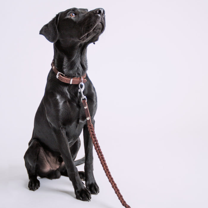 Cloud7: Central Park Saddle Brown Leather Dog Leash [End of Season Sale]