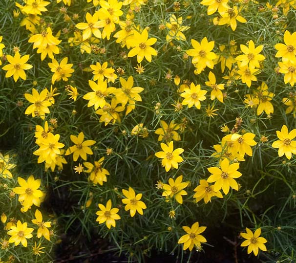Coreopsis Zagreb #1