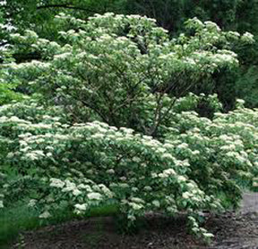 Cornus alternifolia TF #10