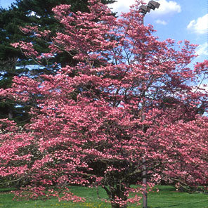 Cornus f Rubra 1.5"