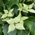 Cornus k Greensleeves #6